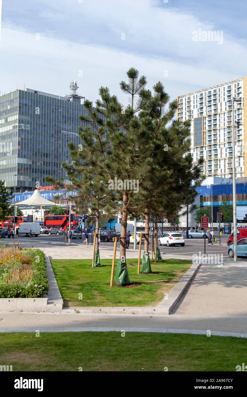 Newly planted Austrian Pine (Pinus nigra) urban tree with stake and water reservoir, Elephant and Castle, London SE1, UK Stock Photo