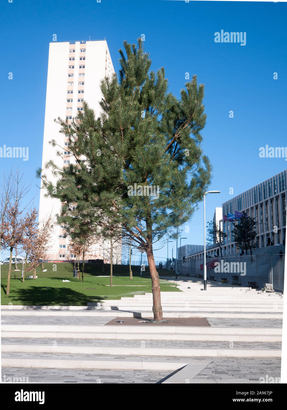 Newly planted Scots Pine (Pinus sylvestris) urban tree, Glasgow Community College, Glasgow, Scotland, UK Stock Photo