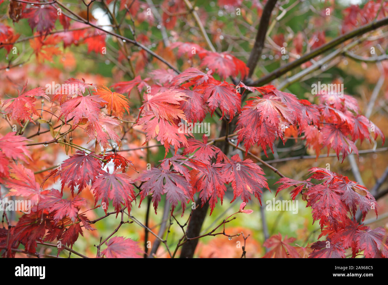 Eisenhutblättriger Ahorn (Acer japonicum 'Aconitifolium') Stock Photo