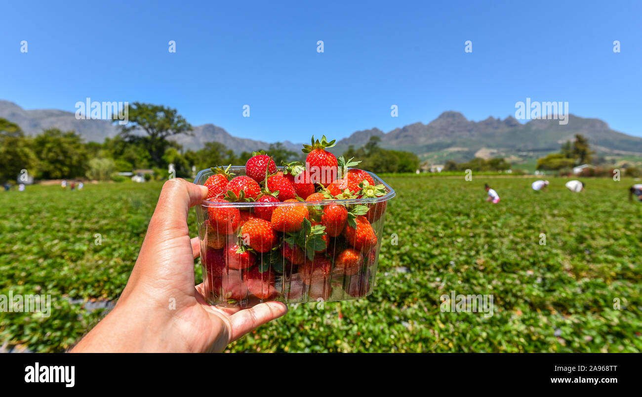 Picking strawberries south africa hires stock photography and images