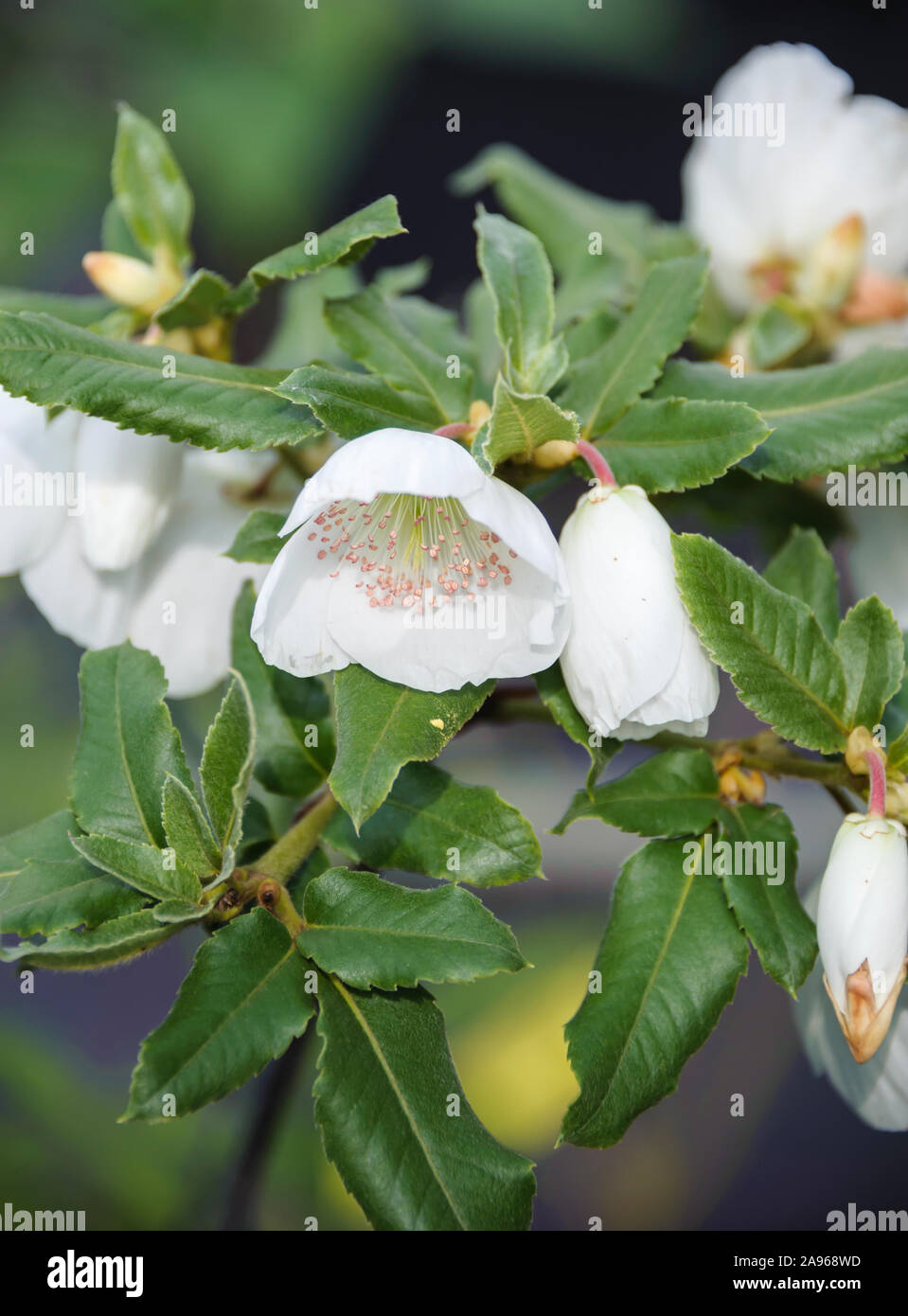 Chilenischer Kamelienbaum (Eucryphia × nymansensis 'Nymansay') Stock Photo