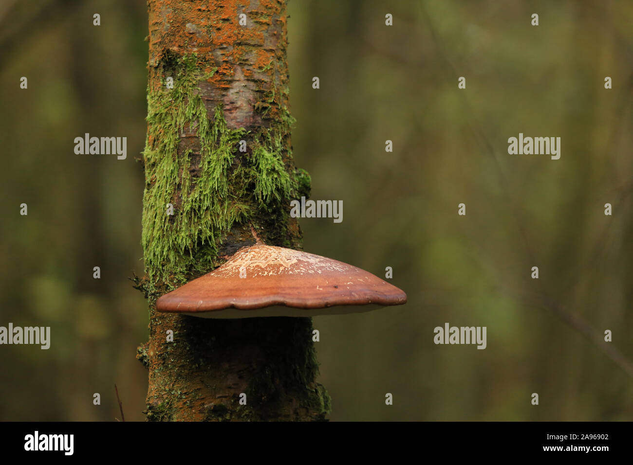 Bracket fungus growing on a tree in british woodland. Stock Photo