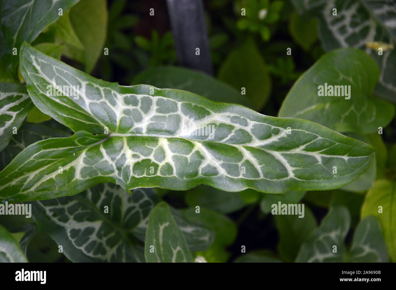 Italian arum 'italicum' lily (Marmoratum/Pictum) veined white Leaves growing in a Border at RHS Garden Harlow Carr, Harrogate, Yorkshire. England. Stock Photo