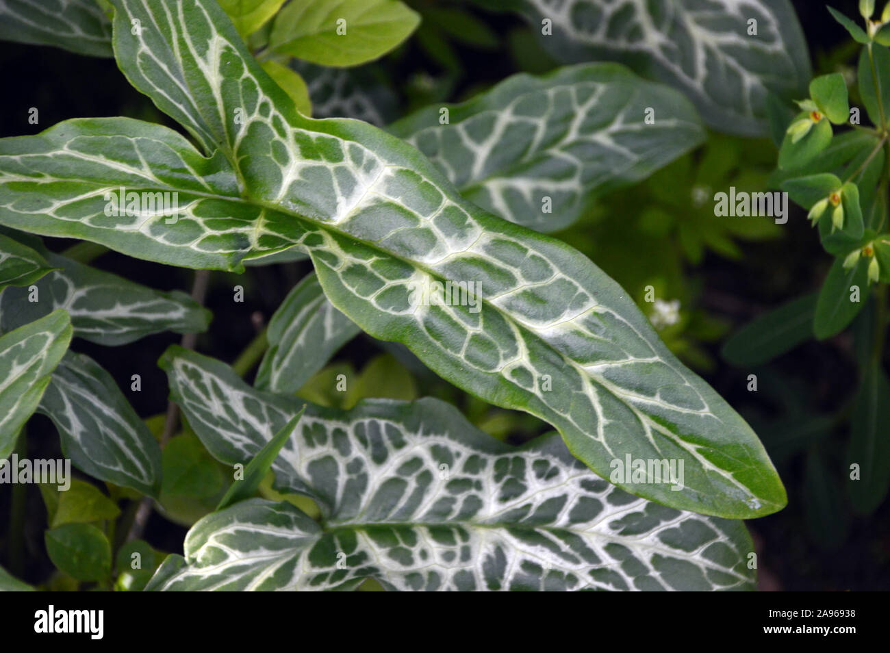 Italian arum 'italicum' lily (Marmoratum/Pictum) veined white Leaves growing in a Border at RHS Garden Harlow Carr, Harrogate, Yorkshire. England. Stock Photo