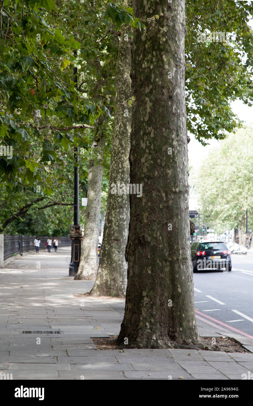 Avenue of London Plane trees (platanus x hispanica), Victoria Embankment, London SW1 Stock Photo