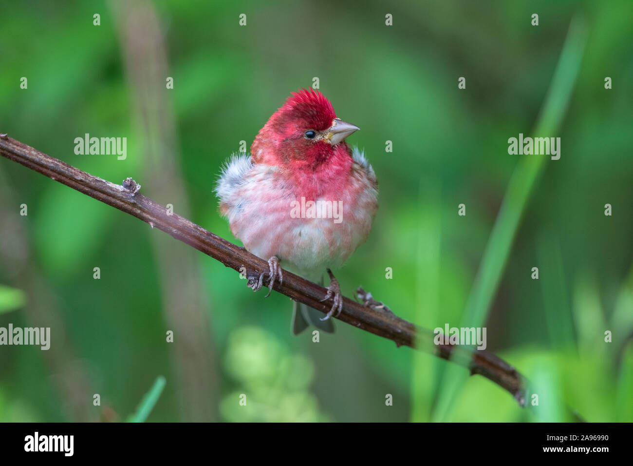 Male purple finch in northern Wisconsin Stock Photo - Alamy