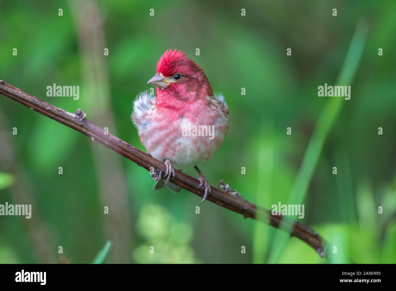 Male purple finch in northern Wisconsin Stock Photo - Alamy