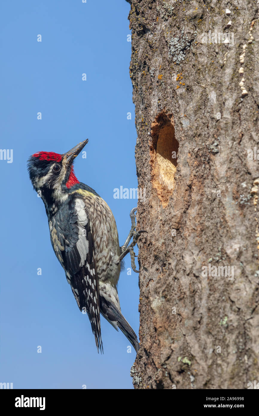 Male yellowbellied woodpecker checking on his nestlings Stock Photo