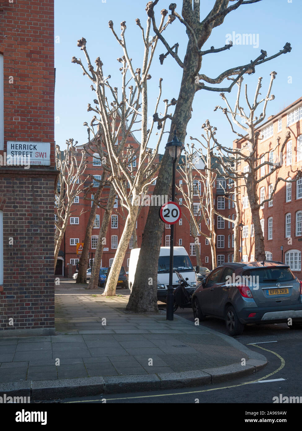 Avenue of pollarded London Plane trees (Platanus x hispanica) in winter, Millbank Estate, Pimlico, London SW1 Stock Photo