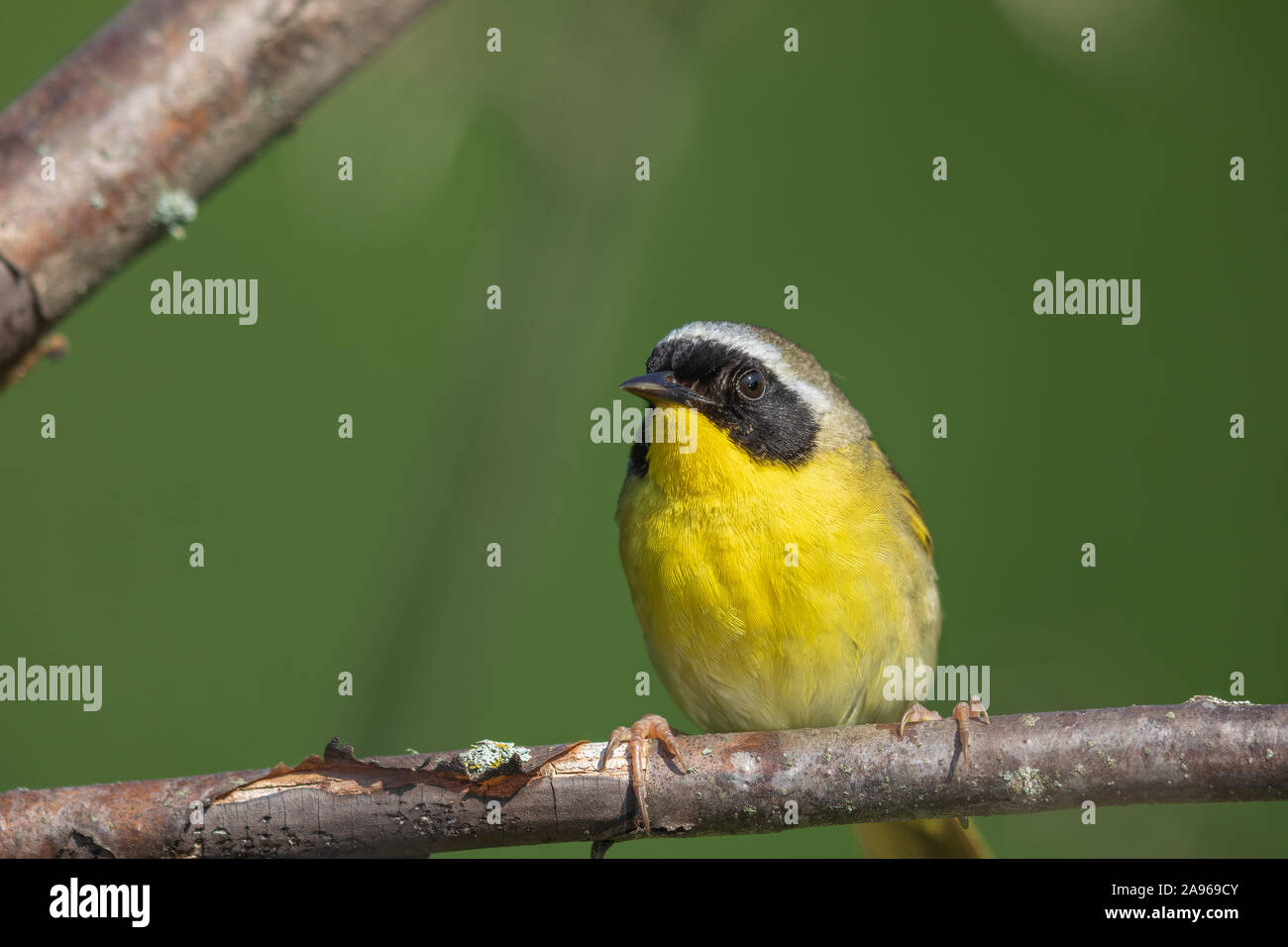 Male common yellowthroat in northern Wisoconsin Stock Photo Alamy