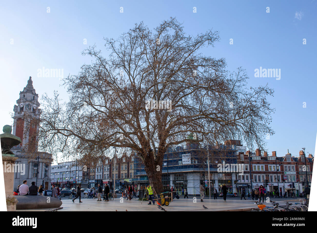 The Tate Plane in spring, a London Plane tree (platanus x hispanica), Windrush Square, Brixton, London SW9 Stock Photo