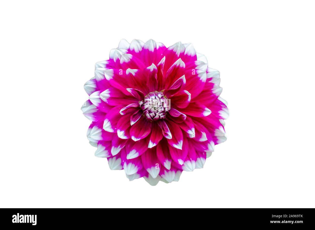 Beautiful pink dahlia flower blooming on the white background Stock ...