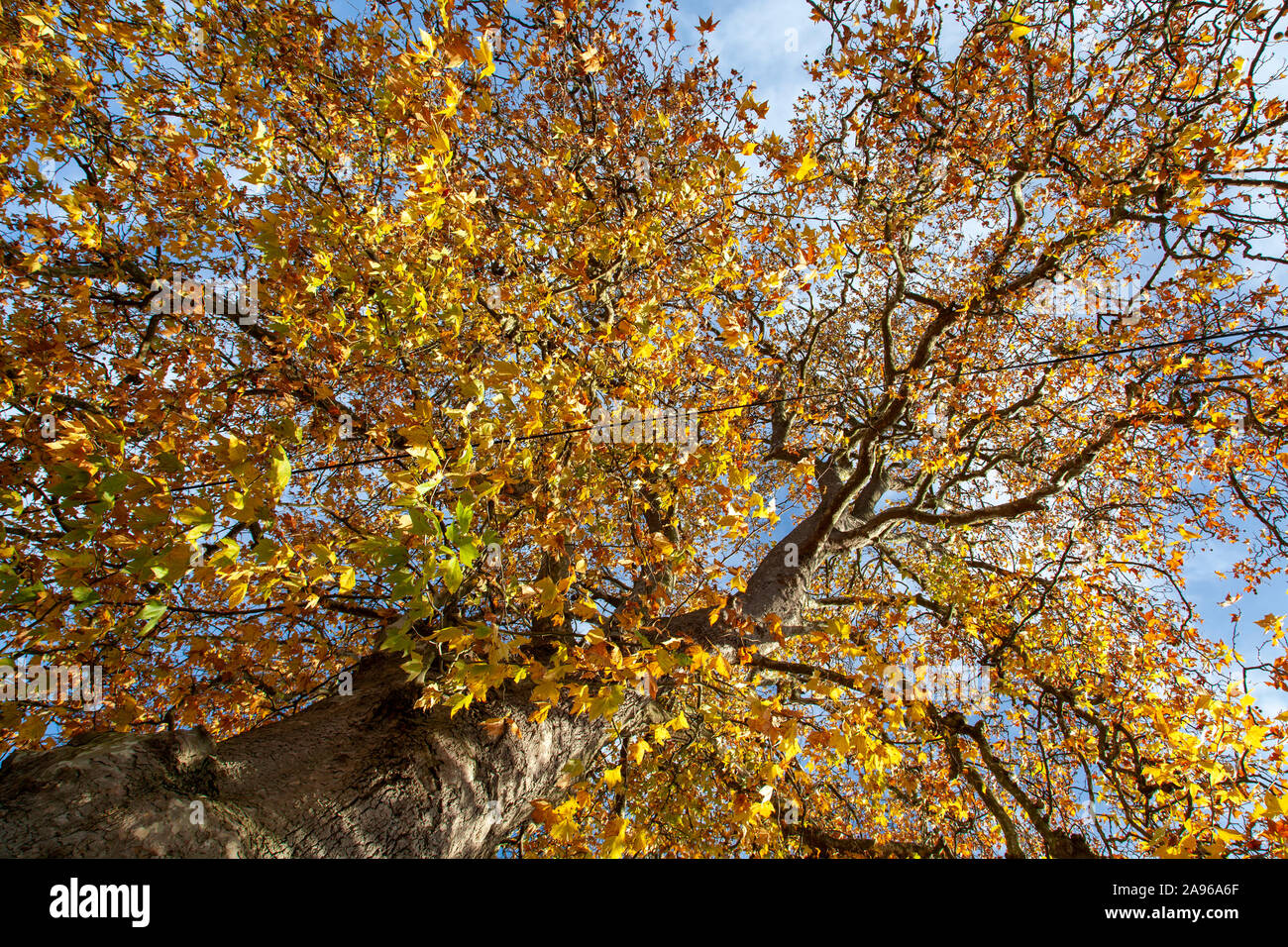 London Plane tree canopy, (platanus x hispanica), Roehampton, London SW15 Stock Photo