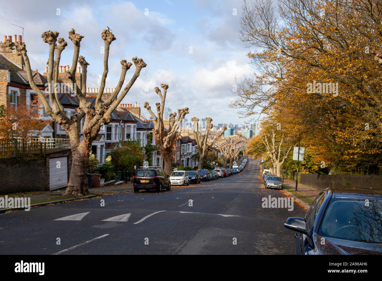 Avenue of newly pollarded London Plane trees (platanus x hispanica), New Cross, London SE14 Stock Photo