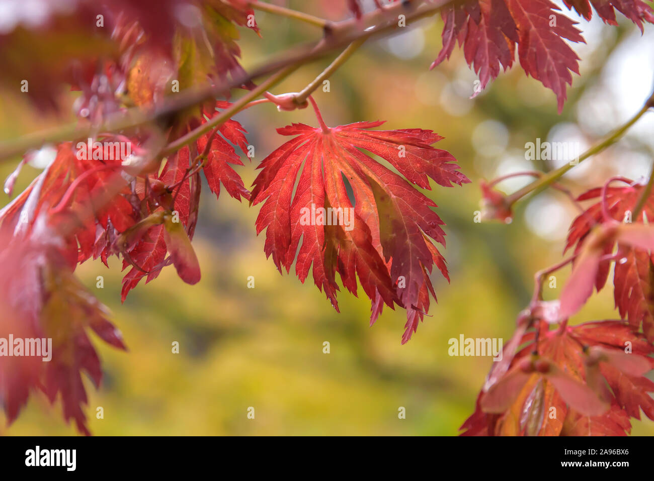 Japanischer Ahorn (Acer japonicum 'Aconitifolium') Stock Photo