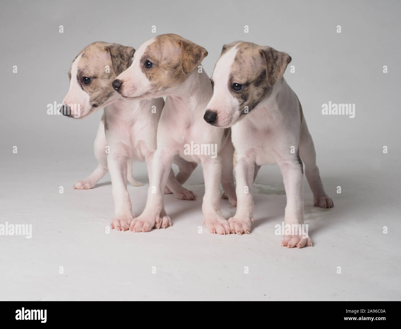 Three puppies of Whippet dog purebred with 36 days old tabby and white Stock Photo