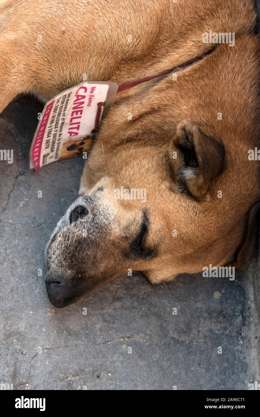 A stray dog wearing an identity tag attached to its collar, sleeping in the street of Obispo in the old quarter of Havana, Cuba. In Havana, strays are Stock Photo