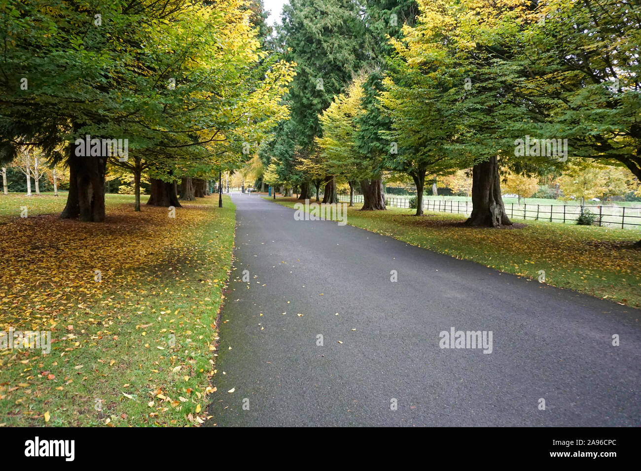Thuja Plicata Avenue in Dublin's Farmleigh Estate. So named after the row of western cedar trees (thuja plicata) planted along the avenue in 1877.. Stock Photo