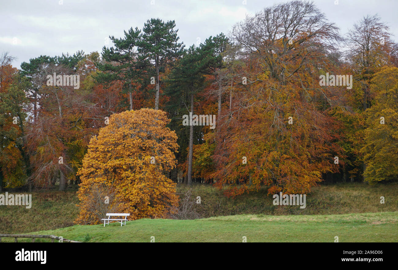 The many colours of autumn trees in Dublin's Phoenix Park. Stock Photo