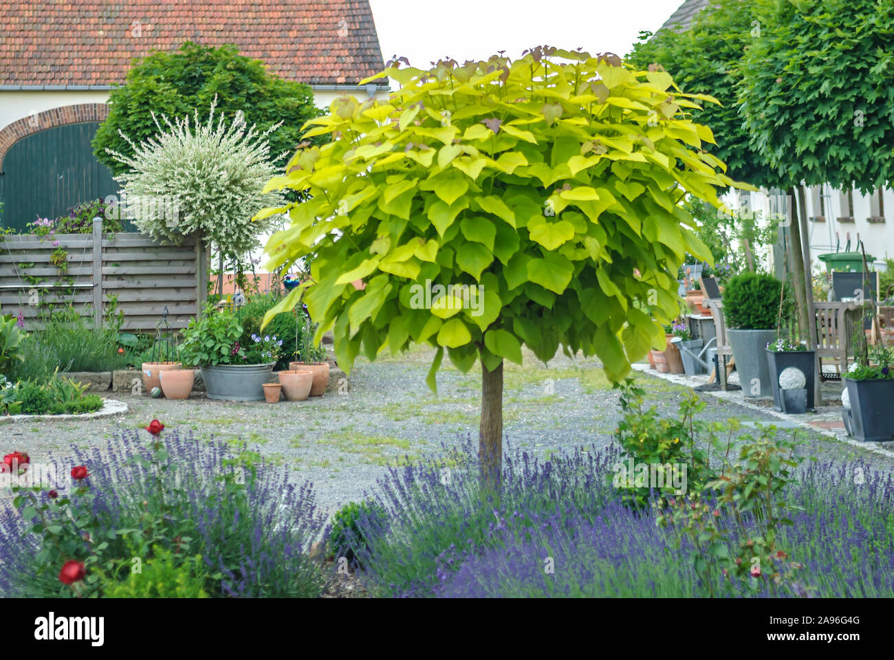 Gelber Trompetenbaum (Catalpa bignonioides 'Aurea') Stock Photo