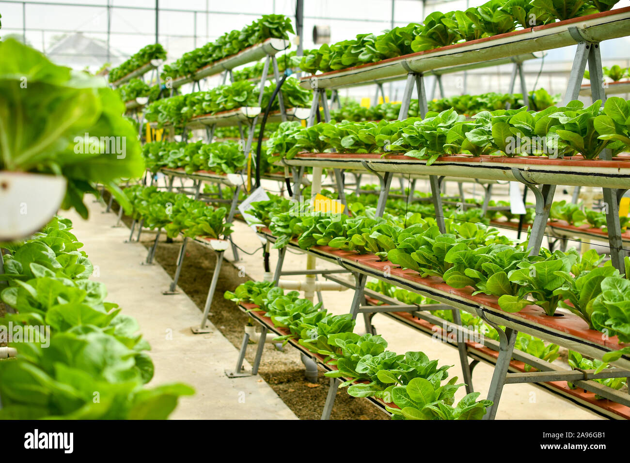 Rows of vegetables in organic vertical farming Stock Photo Alamy