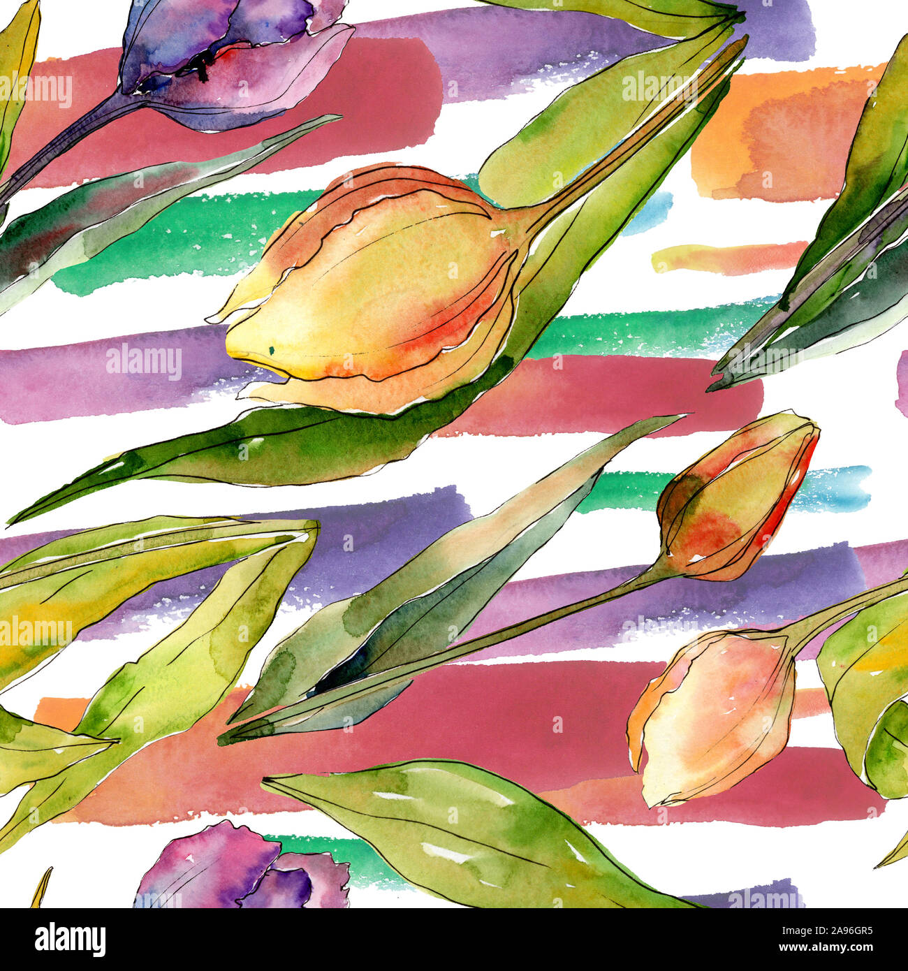 Tulip floral botanical flowers. Watercolor background illustration set ...