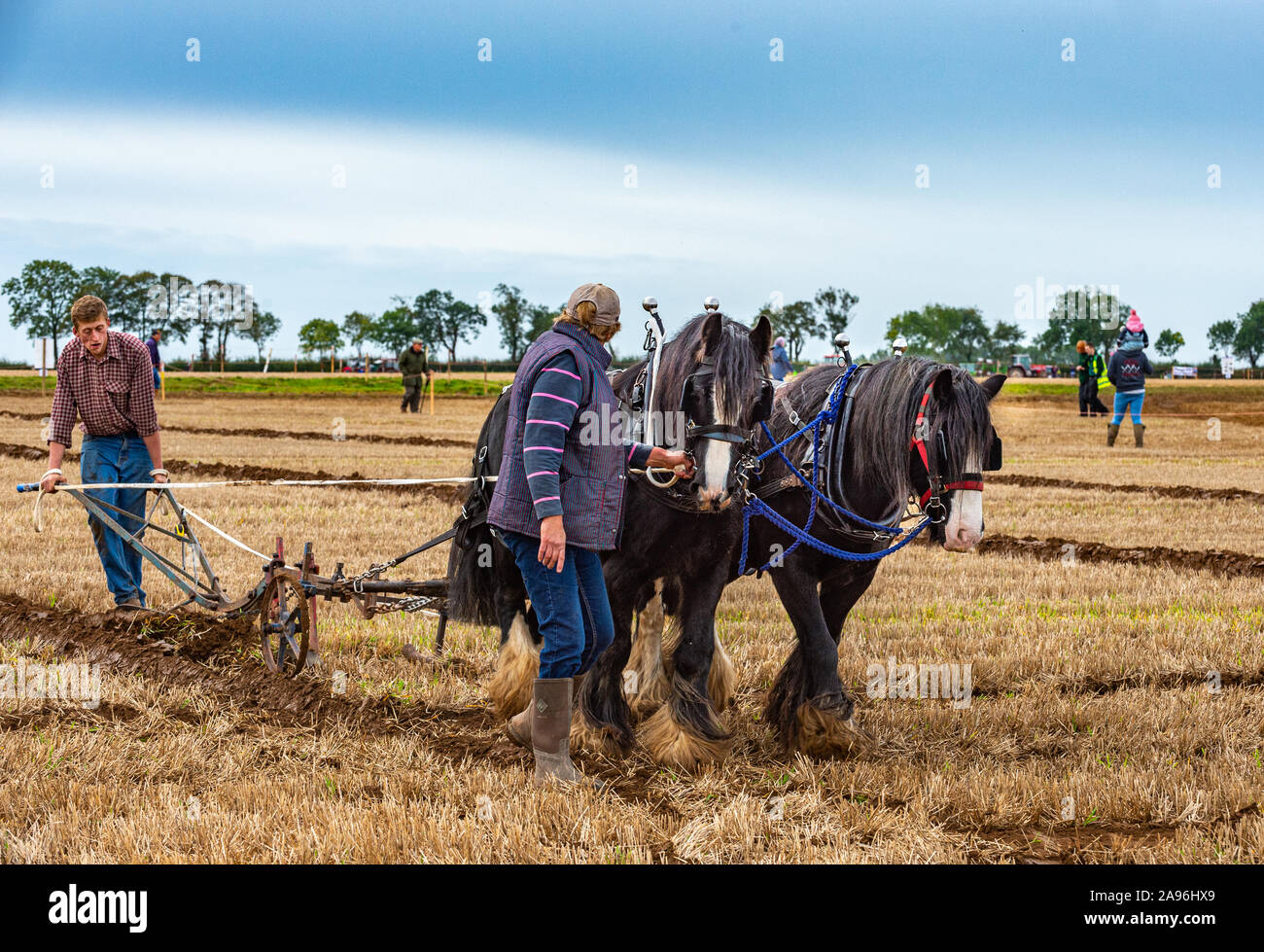 British National Ploughing Championships, Lincoln, UK - Heavy Horses in the ploughing competition Stock Photo