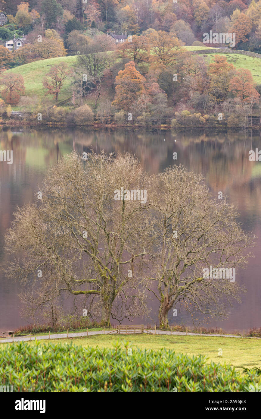 Winter trees on the shore of Grasmere lake in the English Lake District National Park Stock Photo