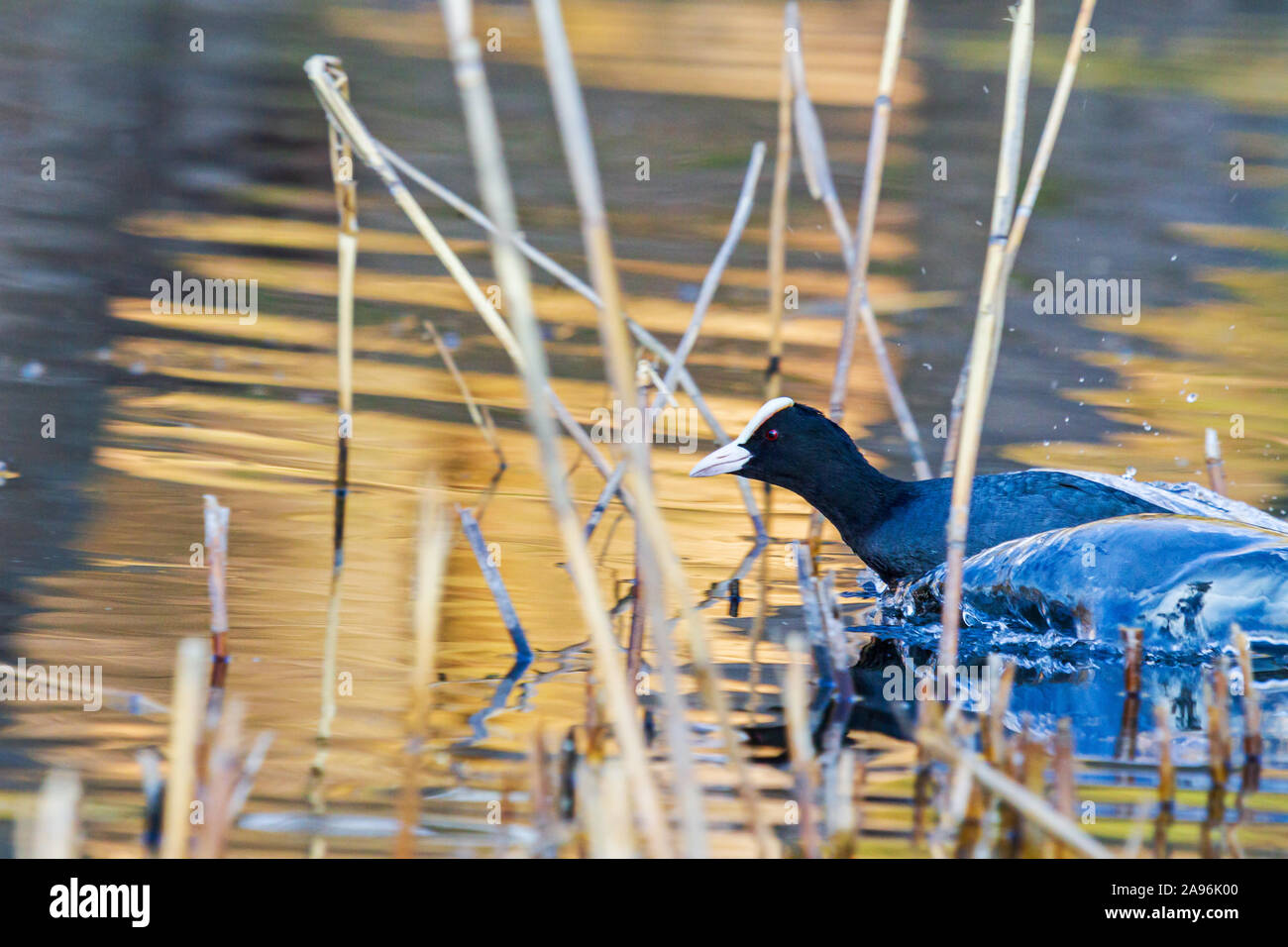 Duck takes off from water hi res stock photography and images Alamy