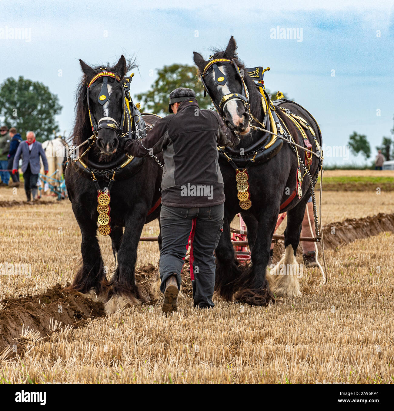 British National Ploughing Championships, Lincoln, UK - Heavy Horses in the ploughing competition Stock Photo