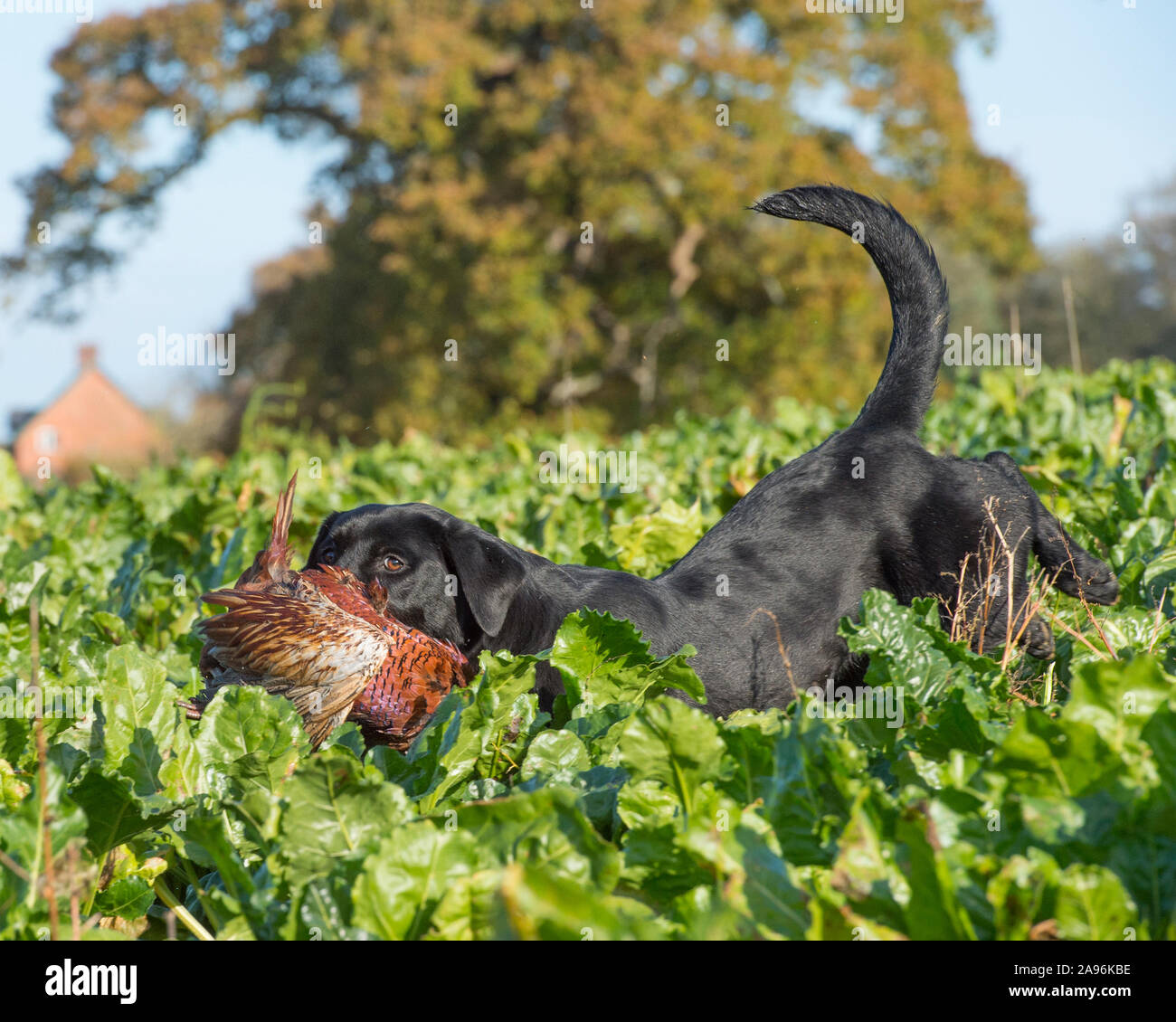 Black labrador retriever retrieving game hi-res stock photography and ...