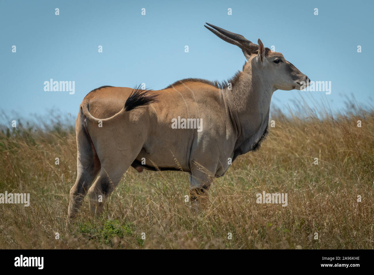 Common eland stands in grass flicking tail Stock Photo