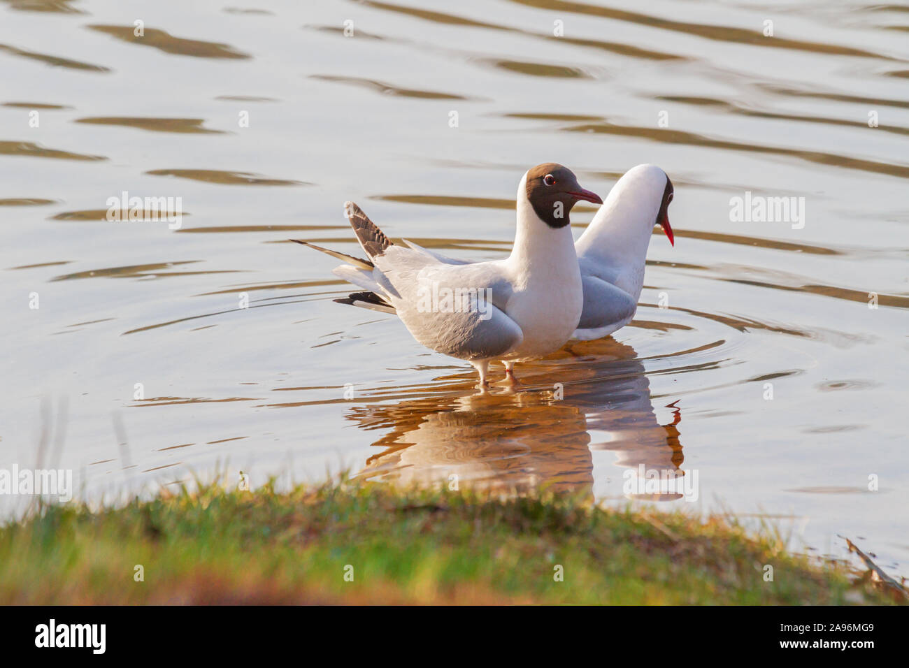 seagulls on spring lake dance mating dances Stock Photo Alamy
