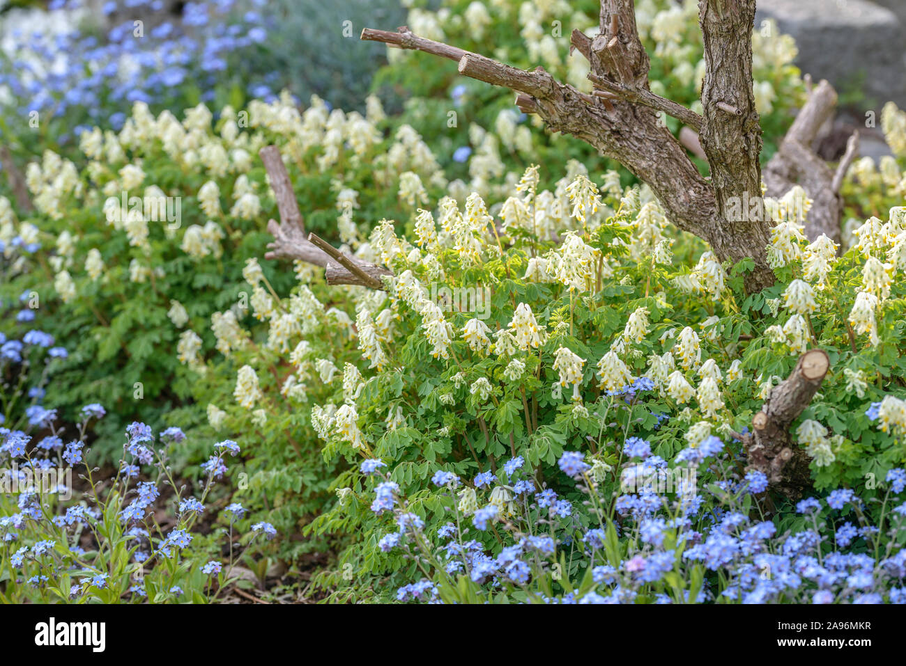 Gelblichweißer Lerchensporn (Corydalis ochroleuca) Stock Photo