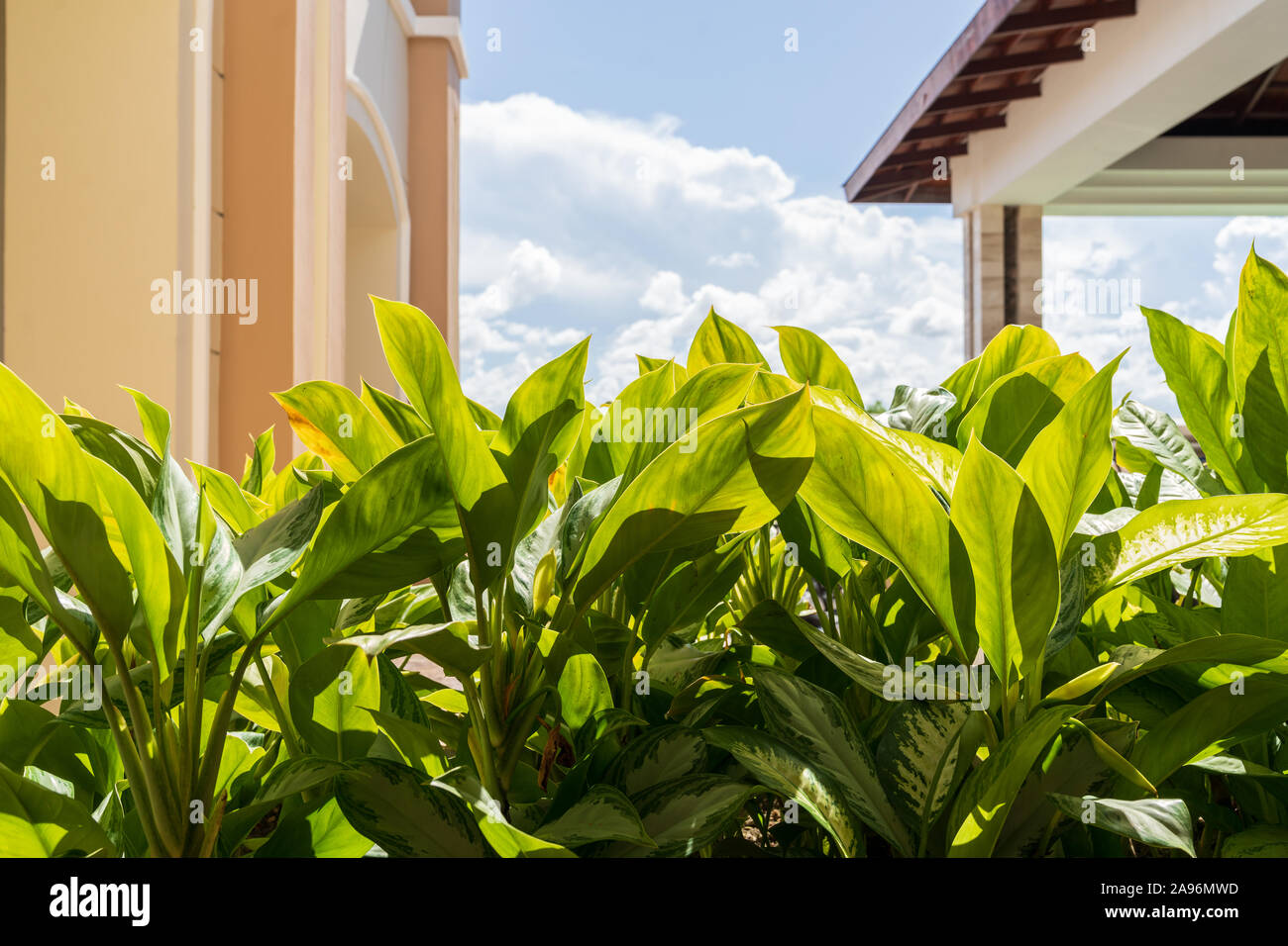 Outdoor Green Garden with Blue Skies in Punta Cana, Dominican Republic. Stock Photo
