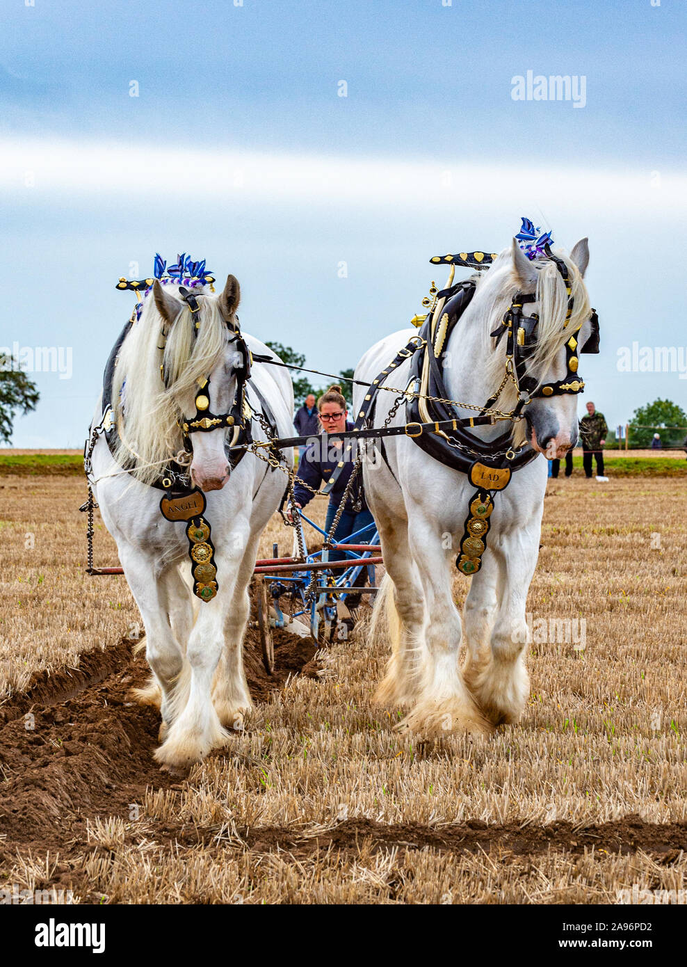 British National Ploughing Championships, Lincoln, UK - Heavy Horses in the ploughing competition Stock Photo