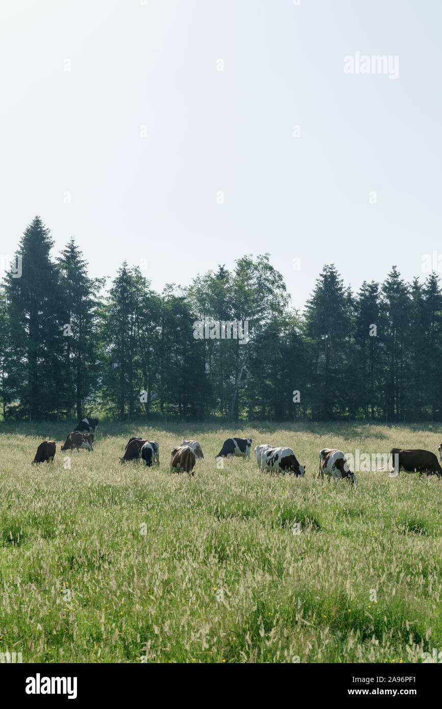 Fields in Saignelégier, Switzerland Stock Photo