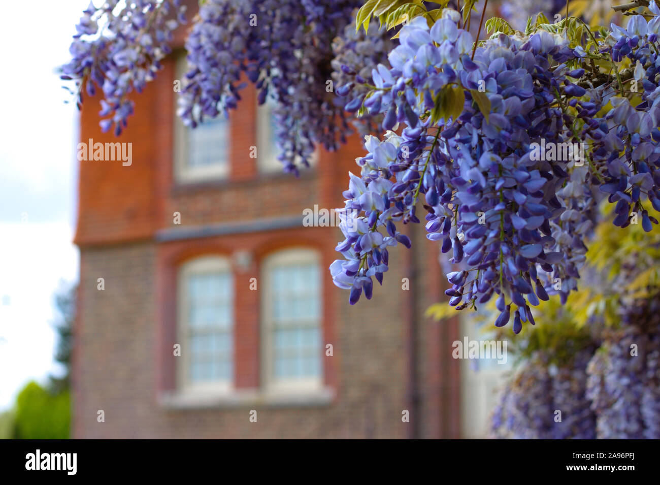 Chinese Wisteria (Wisteria sinensis) in an English garden in spring. East Grinstead, UK. Stock Photo