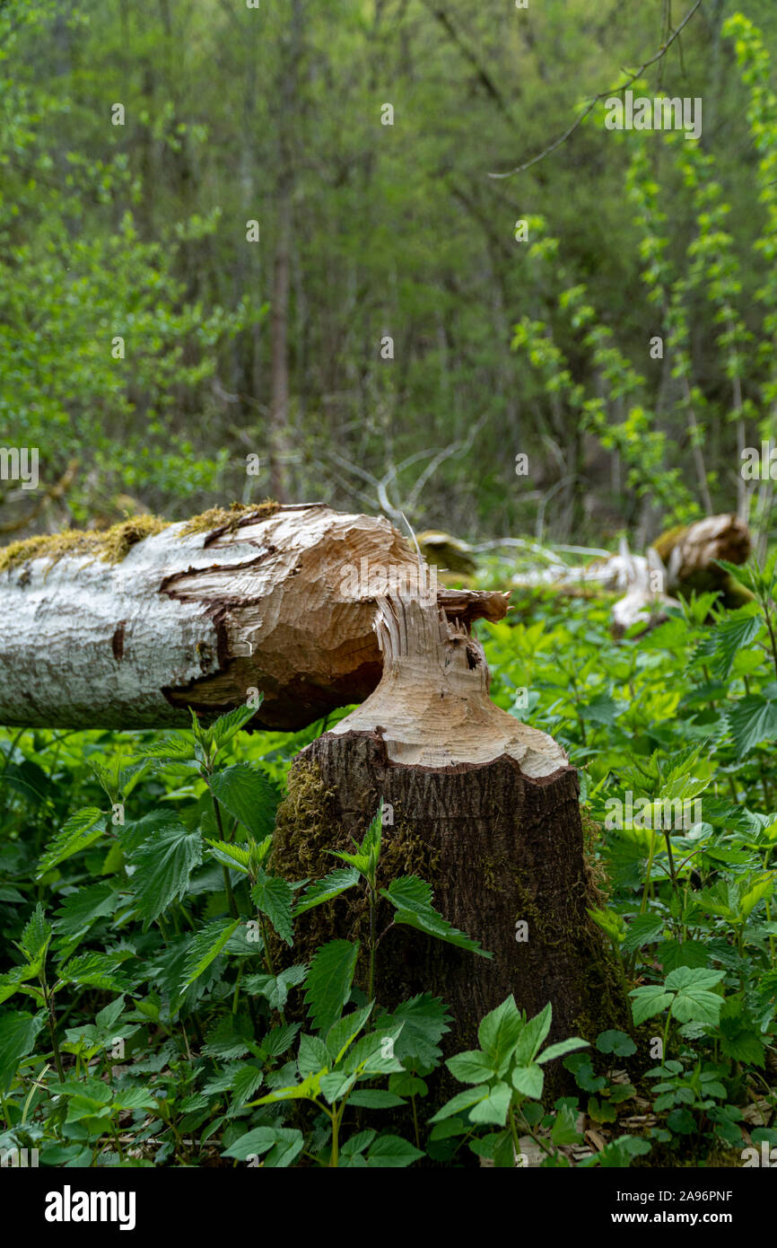 Close-up of large tree trunk bark chewed gnawed by beavers in the forest in Germany during summer time. Stock Photo