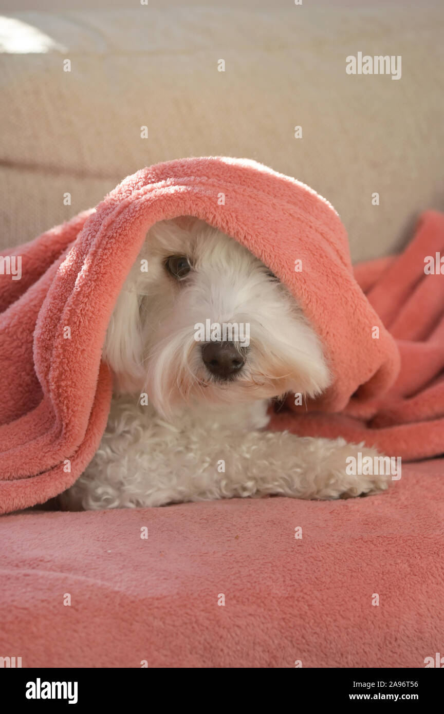 Maltese dog relax under blanket Stock Photo