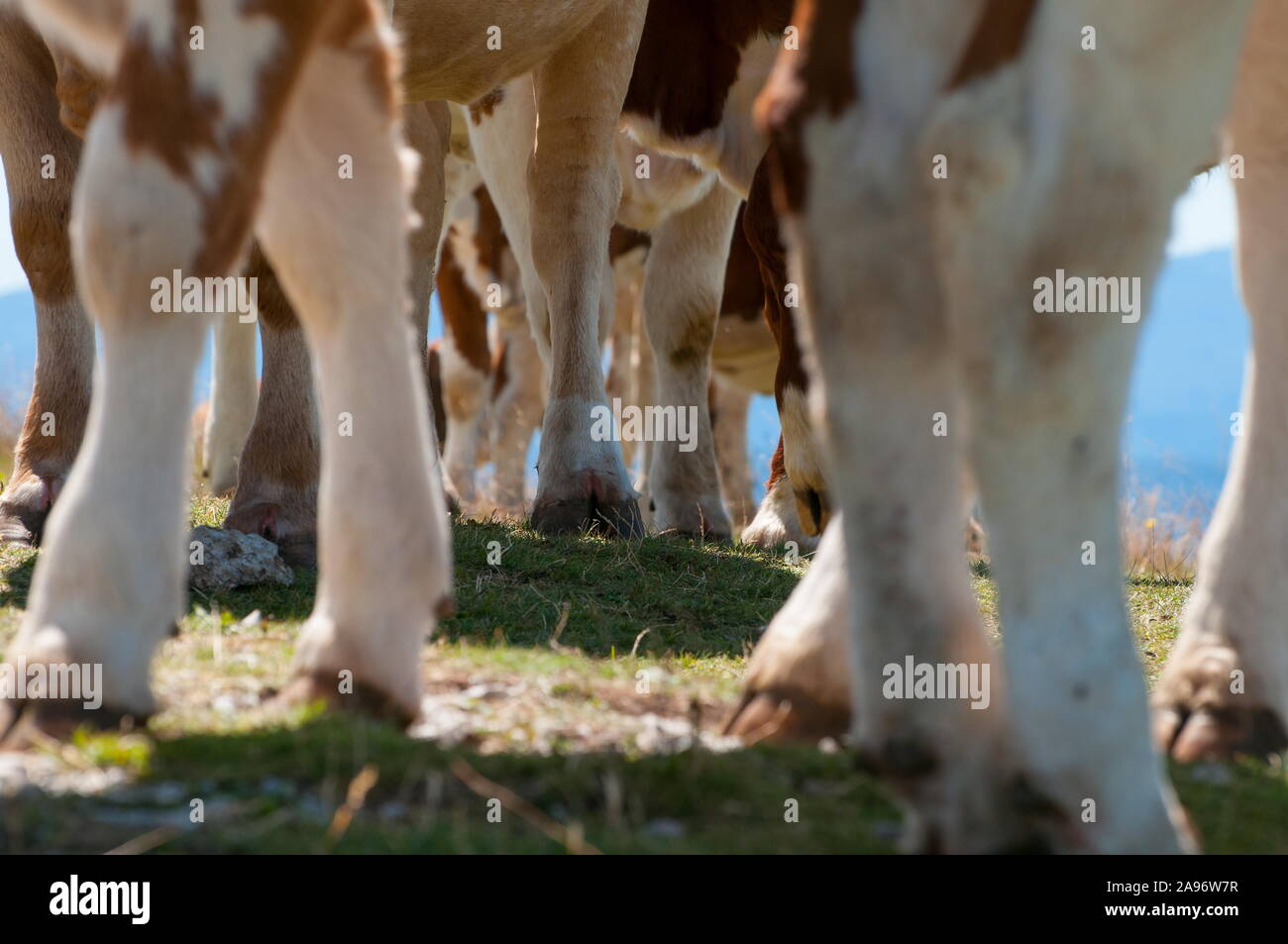 Close-up of cow hooves on a green pasture Stock Photo