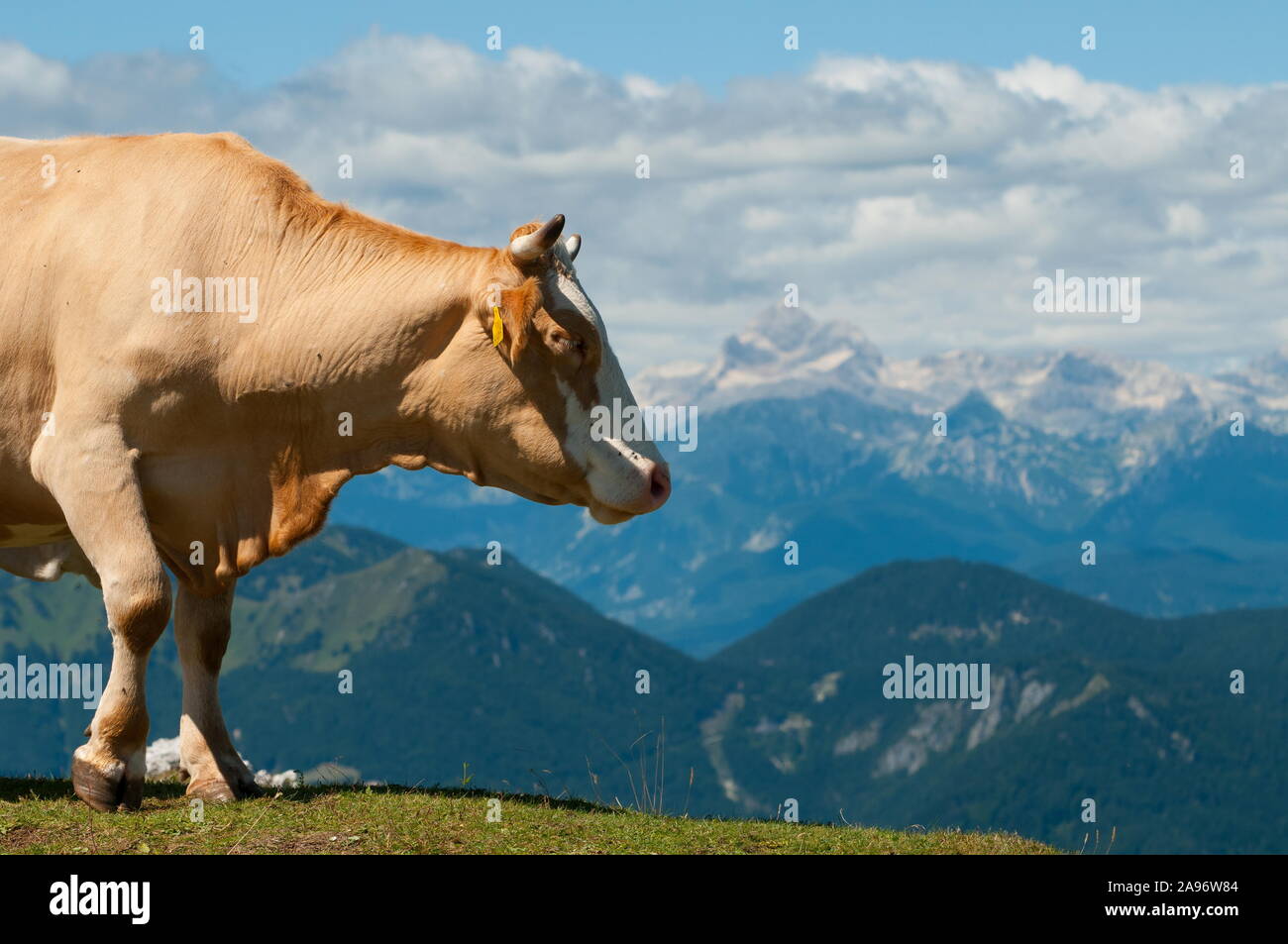 Cow overlooking mountainous regions of Slovenian Alps. Farming, dairy products, livestock and natural grazing concepts. Stock Photo