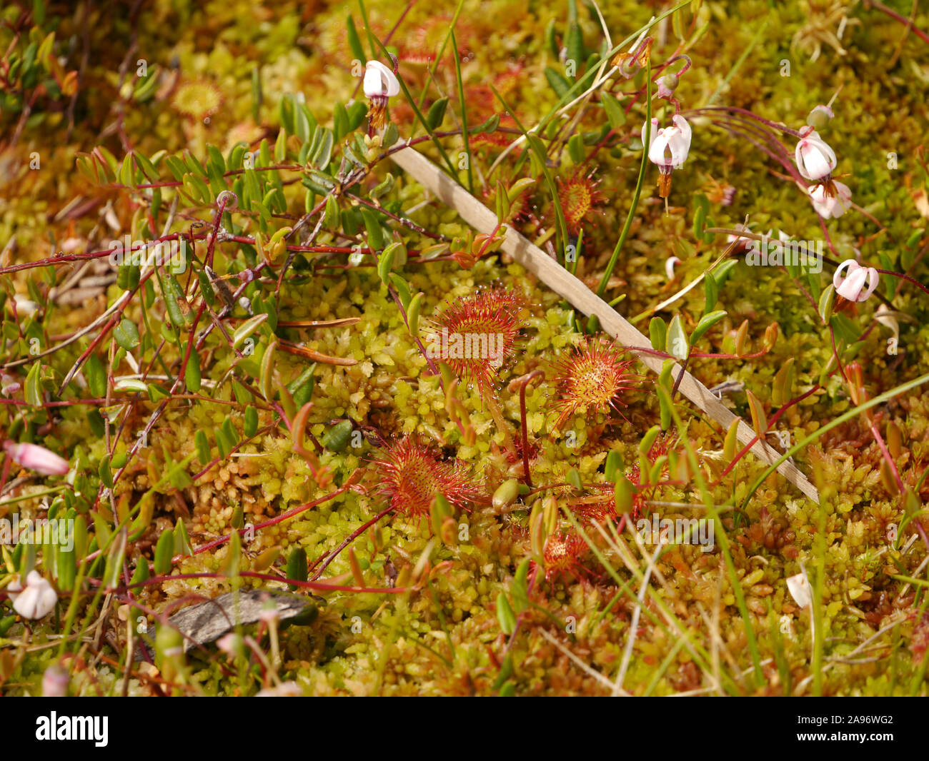round-leaved sundew, small cranberry with moss Stock Photo