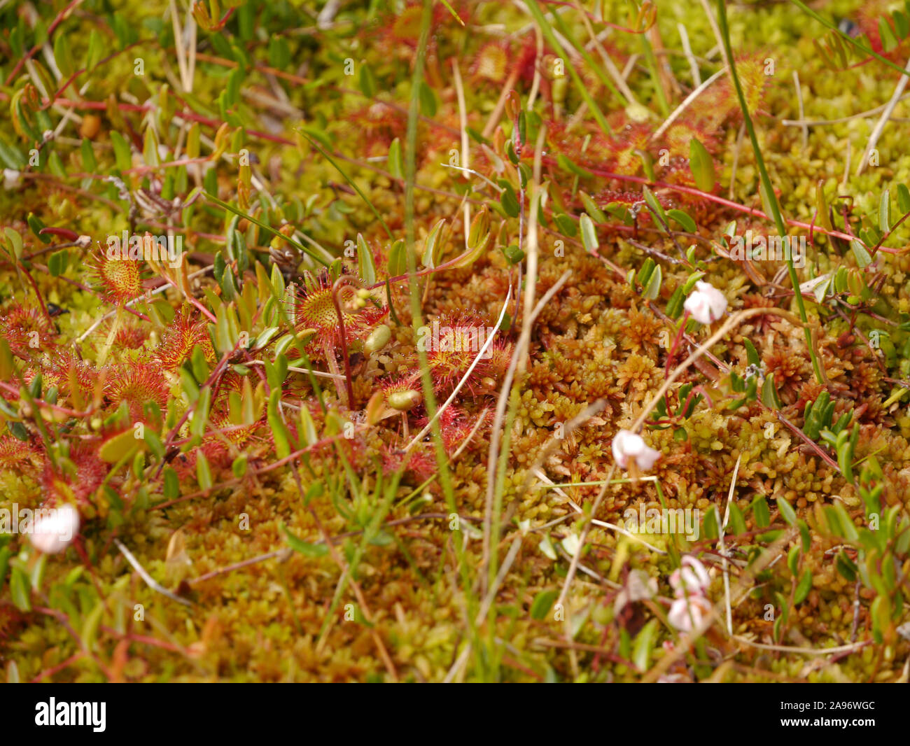 round-leaved sundew, small cranberry with moss Stock Photo