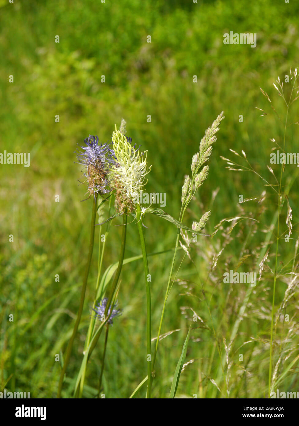 spiked rampion, Phyteuma spicatum with white and blue colors Stock Photo