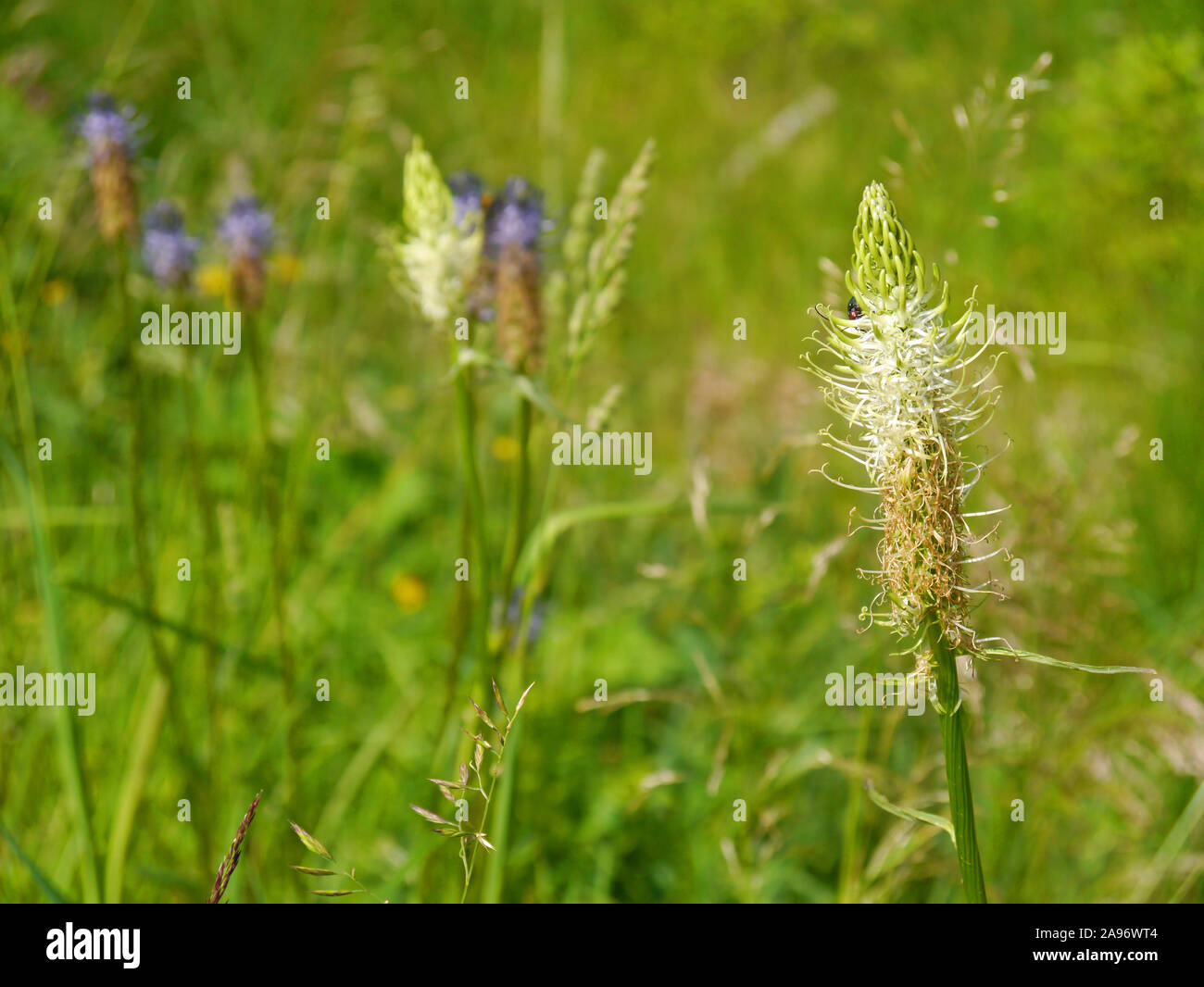 spiked rampion, Phyteuma spicatum with white and blue colors Stock Photo