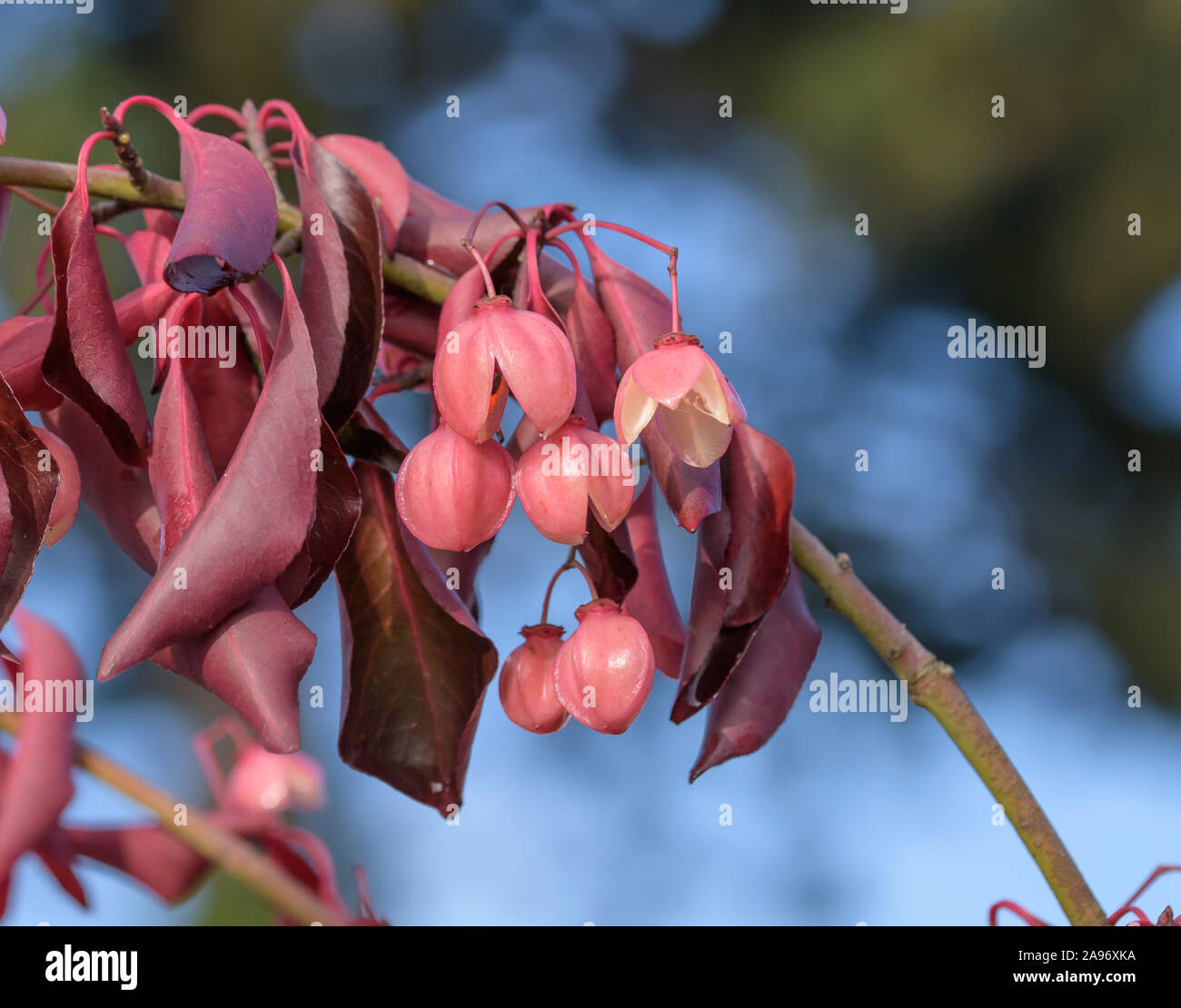 Spindelstrauch (Euonymus grandiflorus 'Red Wine') Stock Photo