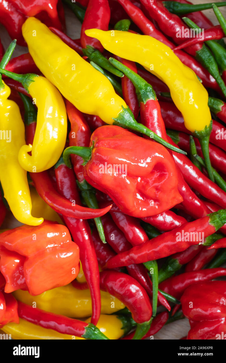 Closeup of fresh chili peppers, red, orange and yellow hot peppers viewed from above, habanero, lemon drop, thai peppers, cayenne Stock Photo