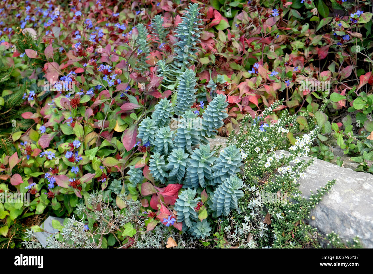 Walzen-Wolfsmilch (Euphorbia myrsinites),  (Ceratostigma plumbaginoides), Förster-Garten Potsdam-Bornim Stock Photo