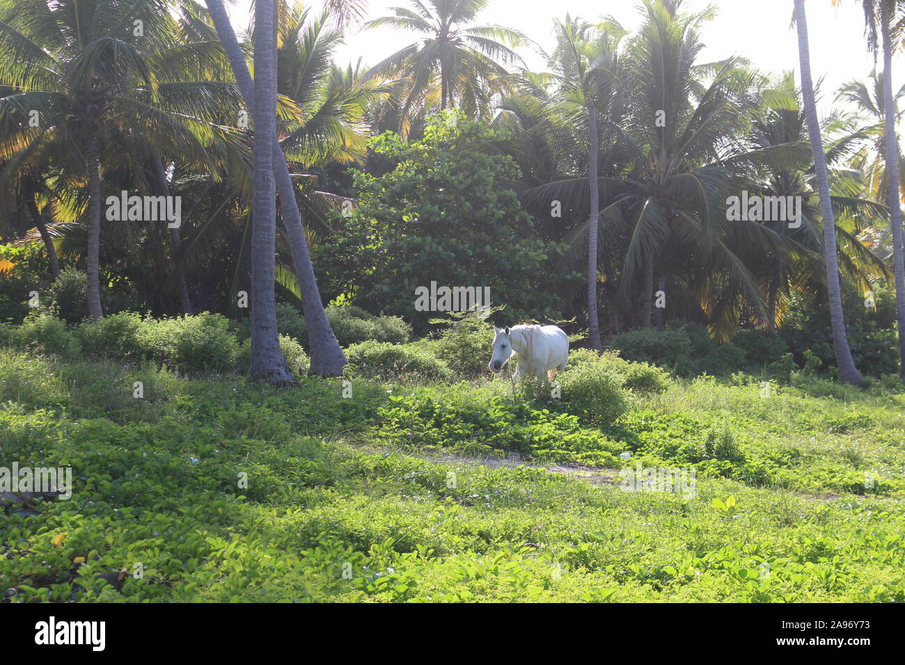 white horse in jungle Punta Cana Dominican Republic Stock Photo